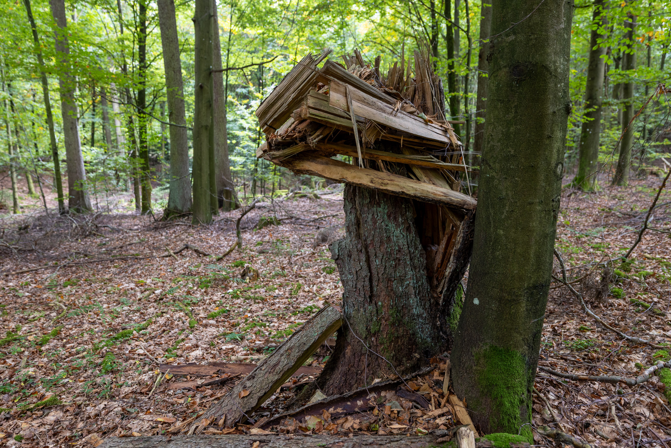 20231014122549 R5D 4089